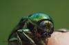 Cryptocephalus sp.